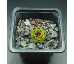 Sempervivum REINHARD