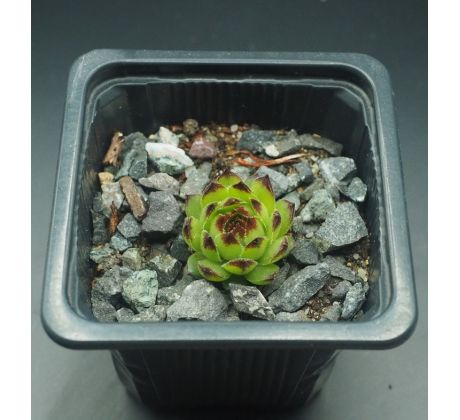 Sempervivum REINHARD