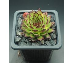 Sempervivum ARMENUM