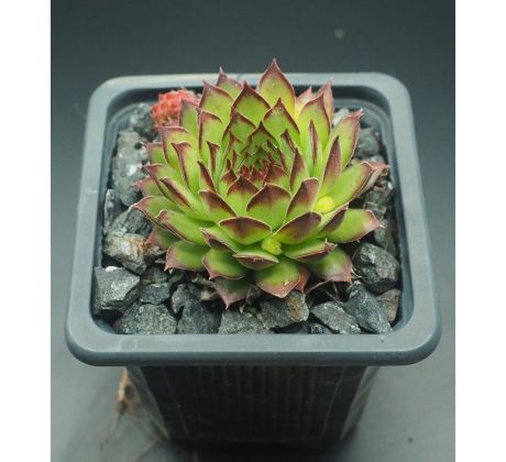 Sempervivum ARMENUM