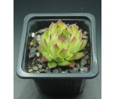 Sempervivum ARTVINENSE