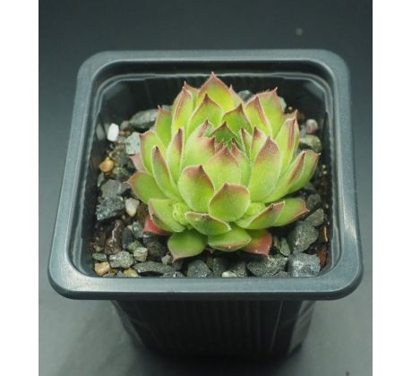 Sempervivum ARTVINENSE