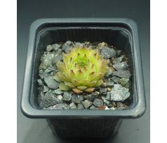 Sempervivum BREVIPILUM