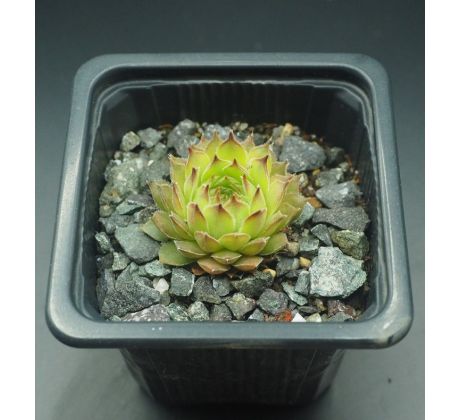 Sempervivum BREVIPILUM