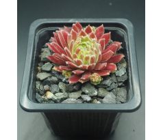 Sempervivum FÁZÉLV