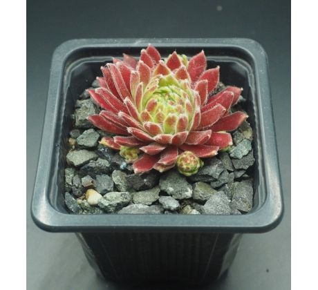 Sempervivum FÁZÉLV