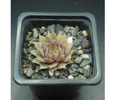 Sempervivum GALADRIEL