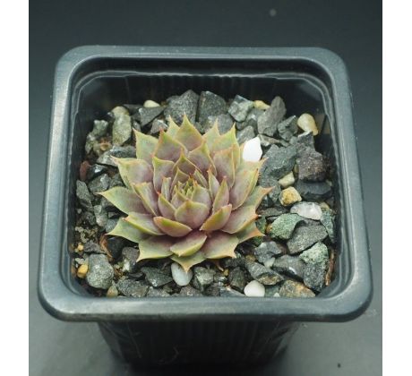 Sempervivum GALADRIEL