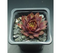 Sempervivum GANGSTER