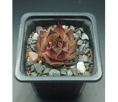 Sempervivum GELE KOMEET