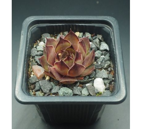 Sempervivum GELE KOMEET