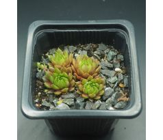 Sempervivum GIFTZWERG