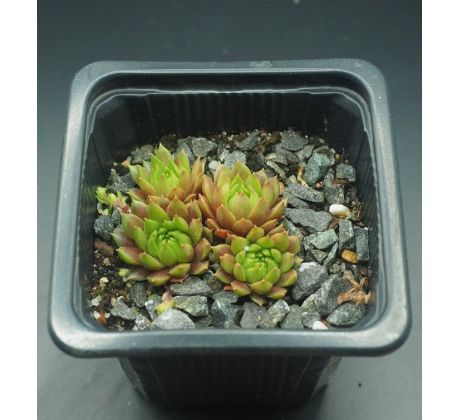 Sempervivum GIFTZWERG