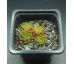 Sempervivum GIFTZWERG