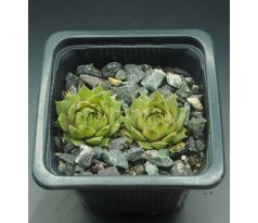 Sempervivum GOG