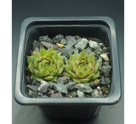 Sempervivum GOG