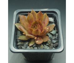 Sempervivum GOLDMARIE