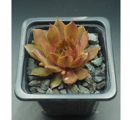 Sempervivum GOLDMARIE