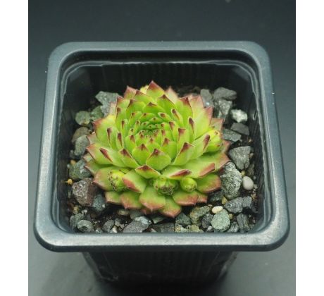 Sempervivum GREEN CARO