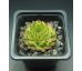 Sempervivum GREEN CARO