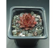 Sempervivum GRENADIER