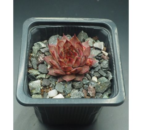 Sempervivum GRENADIER