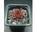 Sempervivum GRENADIER