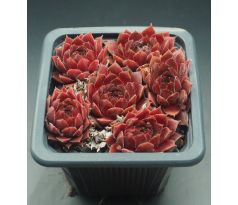 Sempervivum HAVENDIJKER TEUFEL