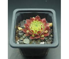 Sempervivum HERMANN NÄPFEL