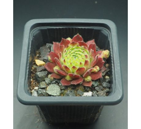 Sempervivum HERMANN NÄPFEL