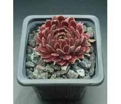 Sempervivum ILIKE