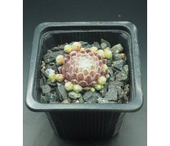 Sempervivum ILLUSION