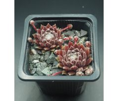 Sempervivum IN A TWIRL