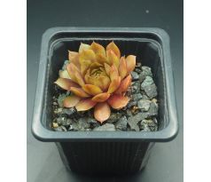 Sempervivum FERNANDA