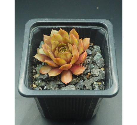 Sempervivum FERNANDA