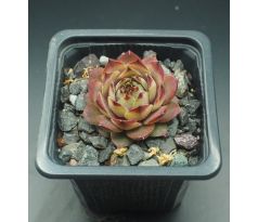 Sempervivum JUSTINE`S CHOICE