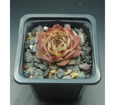 Sempervivum JUSTINE`S CHOICE