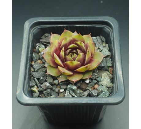 Sempervivum KIARA