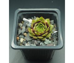 Sempervivum LATE NIGHT SHOW