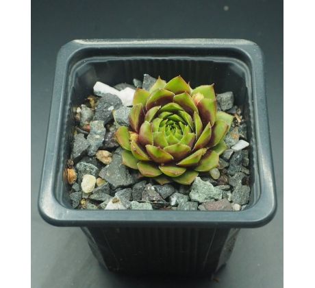 Sempervivum LATE NIGHT SHOW