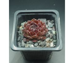 Sempervivum LAVONN