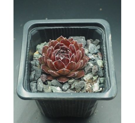 Sempervivum LAVONN