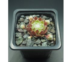 Sempervivum LEILA