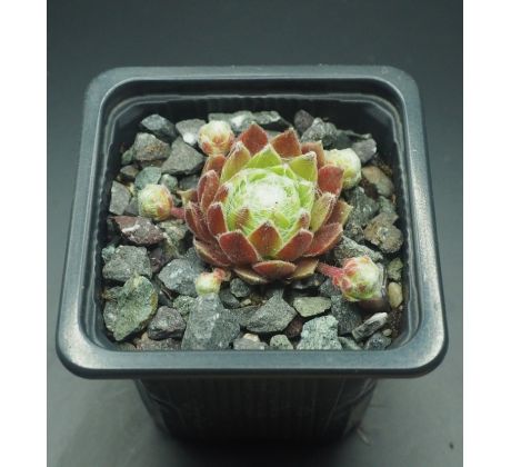 Sempervivum LEILA