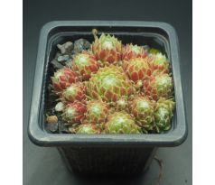 Sempervivum LEMON FIZZ