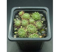 Sempervivum LEONIE