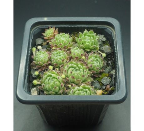 Sempervivum LEONIE