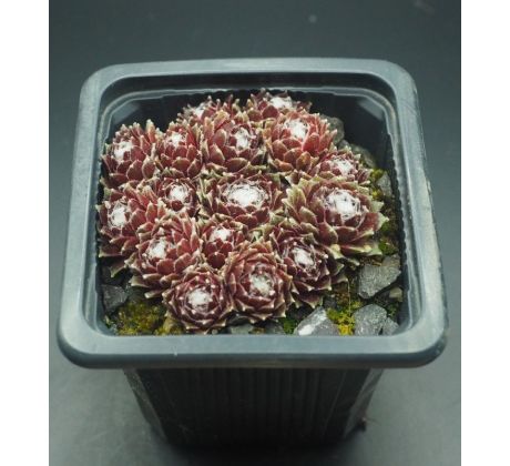 Sempervivum SCHWARZE WITWE