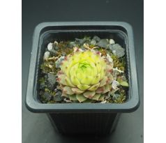 Sempervivum LIMELIGHT