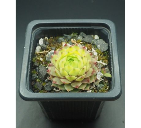 Sempervivum LIMELIGHT